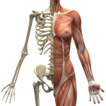 Ból stawu krzyżowo-biodrowego a wpływ grupy kulszowo-goleniowej