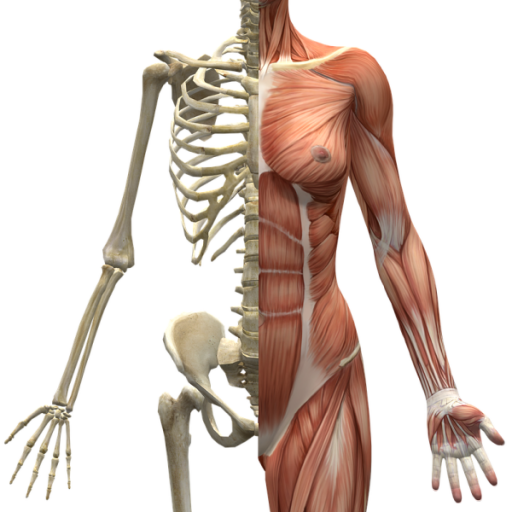 Ból stawu krzyżowo-biodrowego a wpływ grupy kulszowo-goleniowej